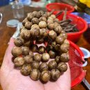 Indonesia Kalimantan Agarwood Original Natural - Borneo Island Agarwood - Super Grade